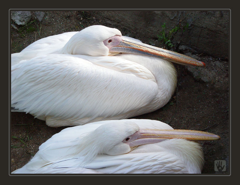 photo "Pelicans" tags: nature, wild animals