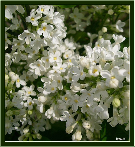 photo "Lilac" tags: nature, flowers