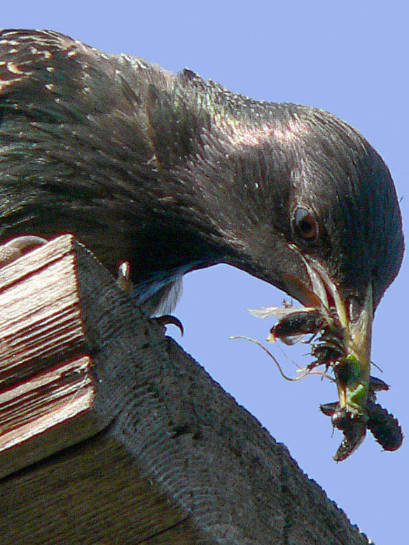 photo "Starling" tags: nature, wild animals