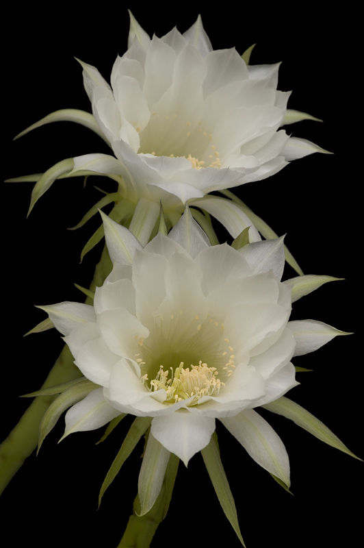 photo "Cactus" tags: nature, flowers