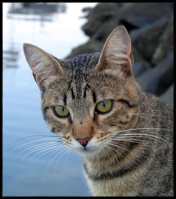 фото "Cat II" метки: природа, домашние животные