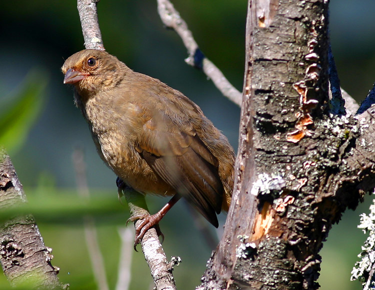 photo "Pipilo Crissalis" tags: nature, wild animals