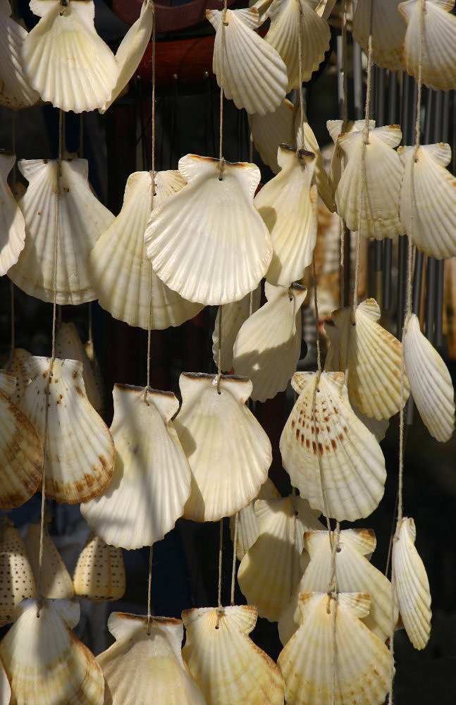 photo "jewellery shells II" tags: still life, 