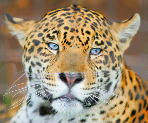 photo "blue eyed jaguar" tags: misc., 
