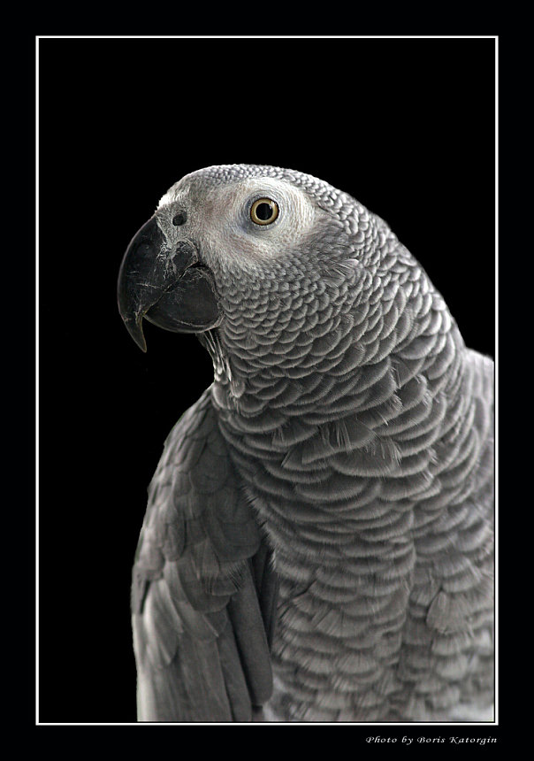 photo "Portrait of a grey parrot" tags: nature, portrait, pets/farm animals