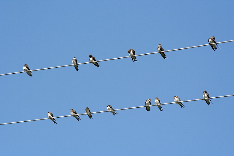 photo "The bird's notes" tags: nature, wild animals