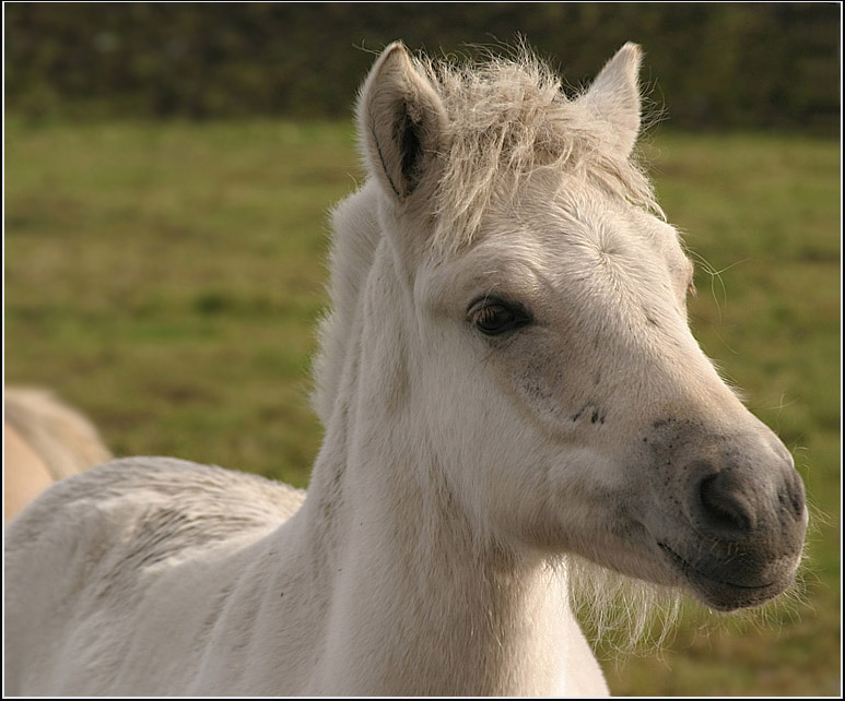 photo "*" tags: misc., nature, pets/farm animals