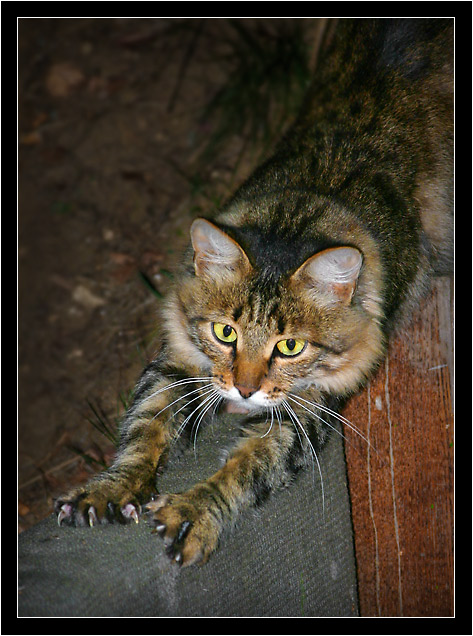 photo "" Before hunting "" tags: nature, pets/farm animals