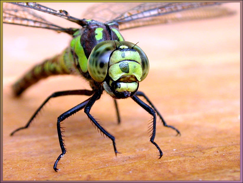 photo "Untitled photo" tags: macro and close-up, nature, insect
