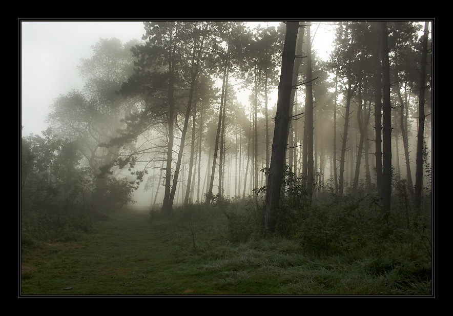 photo "Morning foggy..." tags: landscape, nature, forest