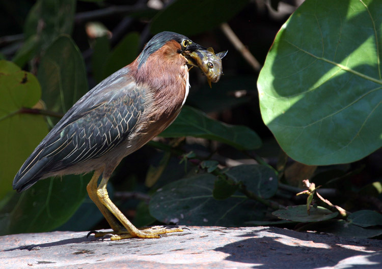 photo "I Catch It!" tags: nature, wild animals