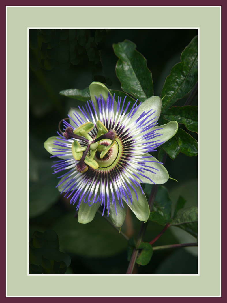 photo "Passiflor Caerulea" tags: nature, flowers