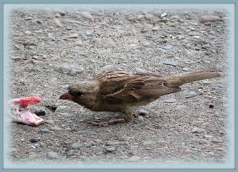 photo "To eat ice-cream..." tags: nature, genre, wild animals