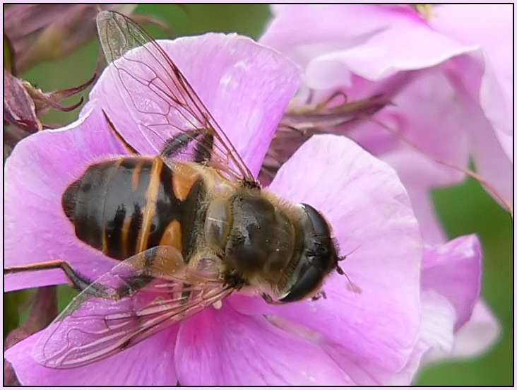 photo "Untitled photo" tags: nature, macro and close-up, insect