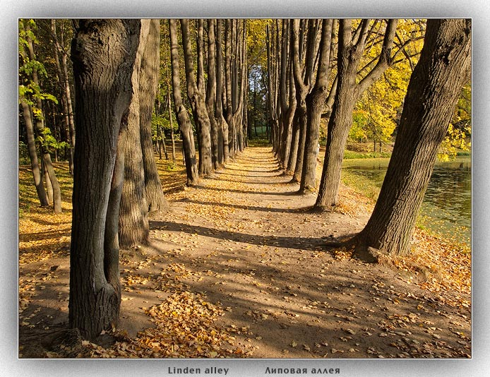 photo "Linden alley" tags: landscape, autumn