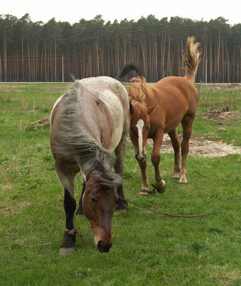 photo "horses" tags: nature, pets/farm animals