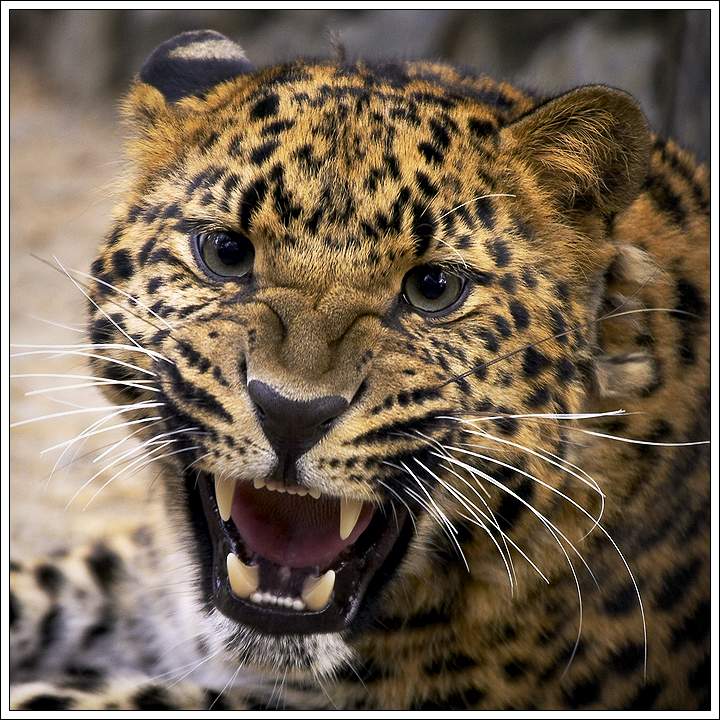 photo "furious leopard" tags: nature, wild animals