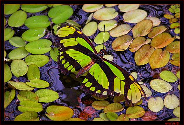 фото "thirsty butterfly" метки: природа, макро и крупный план, насекомое