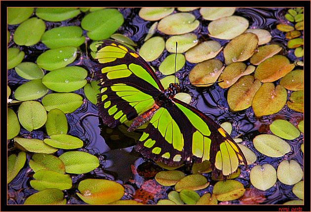 photo "thirsty butterfly" tags: nature, macro and close-up, insect