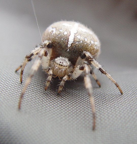 photo "with hairy legs..." tags: nature, macro and close-up, insect