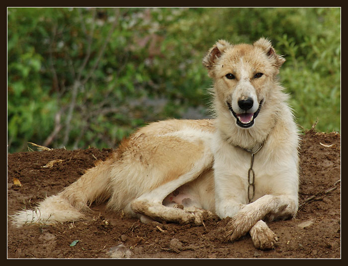 photo "Smiling" tags: nature, pets/farm animals