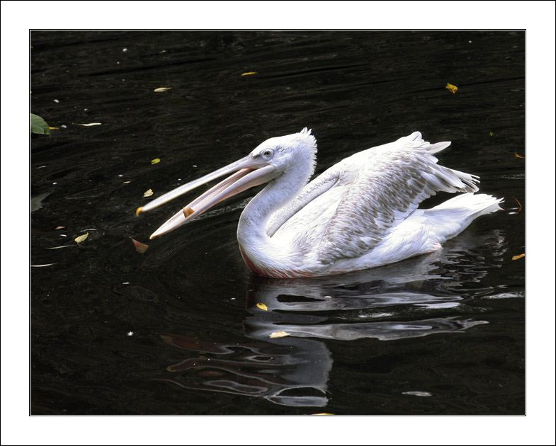 photo "Has caught!" tags: nature, wild animals