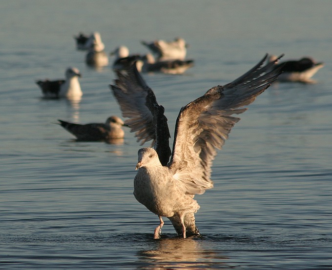 photo "Wings" tags: nature, wild animals