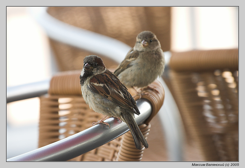 photo "Sparrows" tags: misc., 