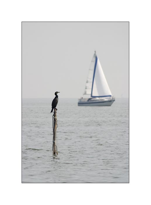 фото "Черная птица, белый парус." метки: путешествия, природа, Европа, дикие животные