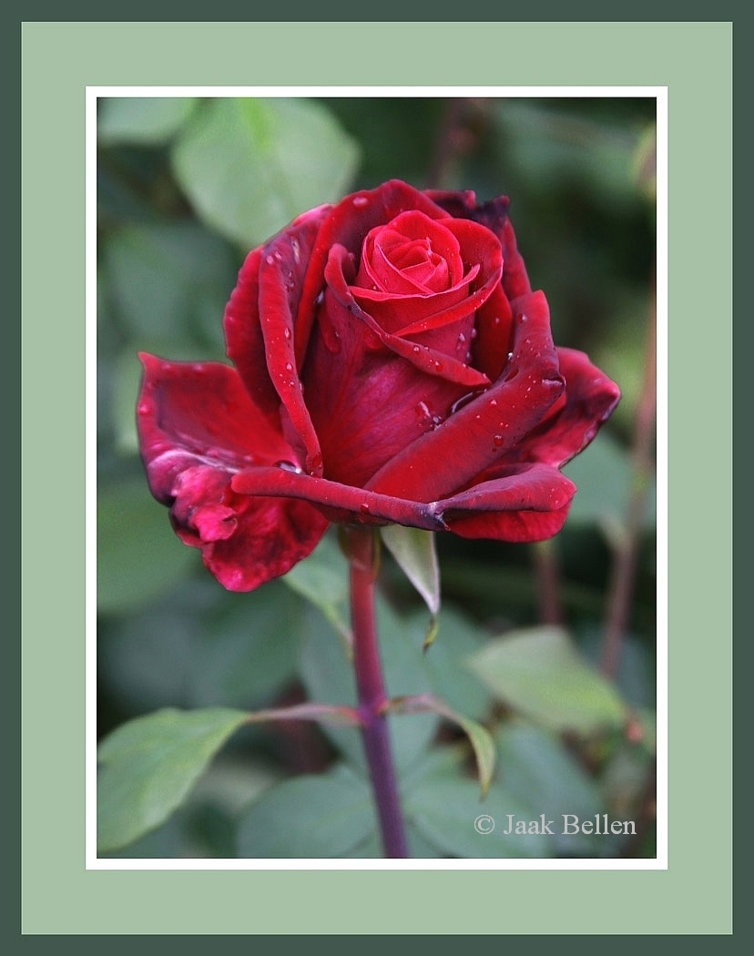 photo "Rosa Mildred Scheel" tags: nature, flowers