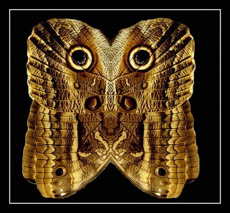 photo "Owl or Butterfly?" tags: macro and close-up, nature, insect