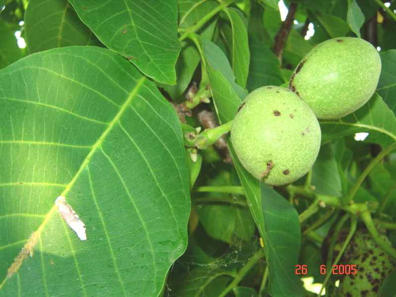photo "Green Nuts" tags: nature, flowers