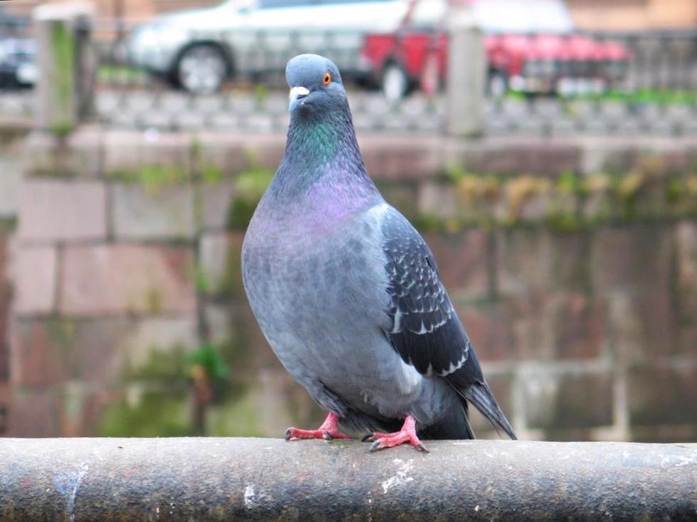 photo "Pigeon" tags: nature, wild animals