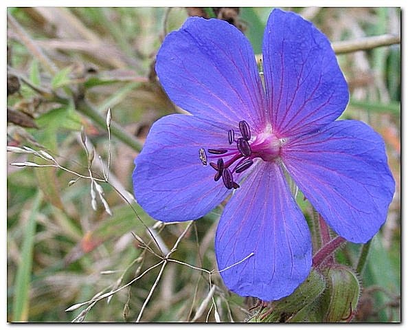 photo "Цветочек2" tags: nature, macro and close-up, flowers