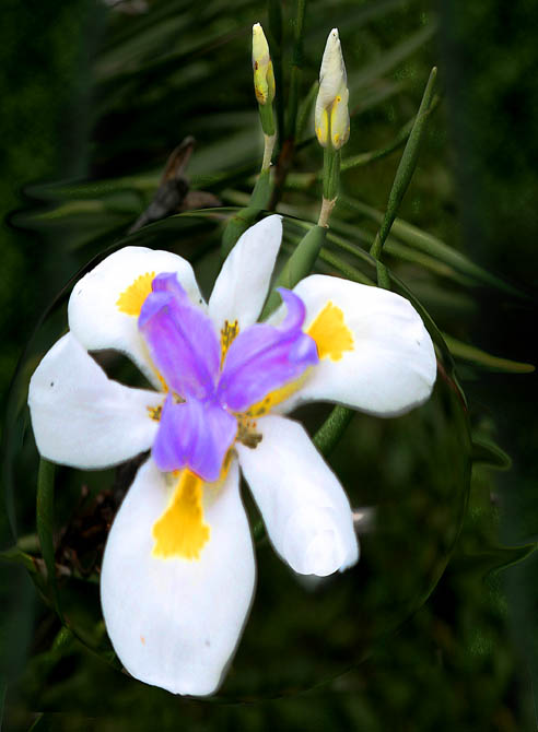 photo "Louisiana Iris" tags: nature, flowers