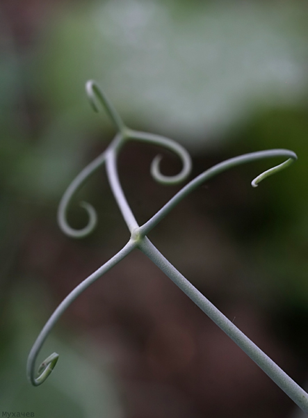 photo "Fantasy" tags: macro and close-up, 