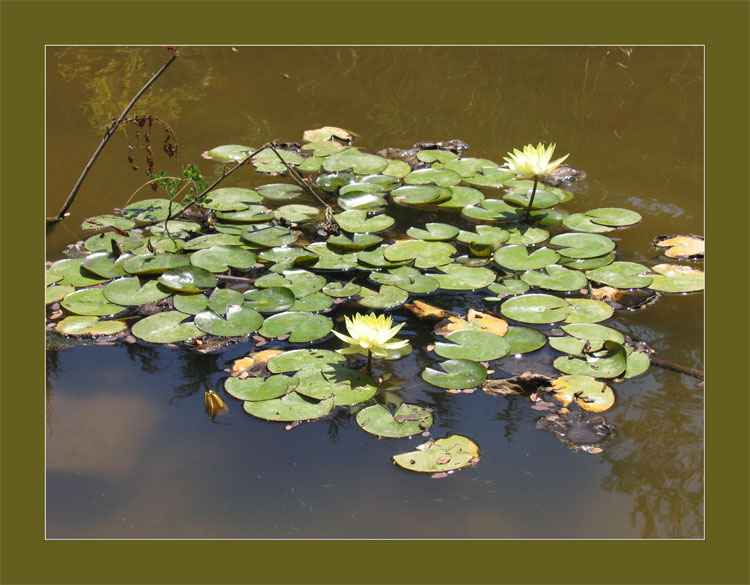 photo "***" tags: nature, landscape, flowers, water