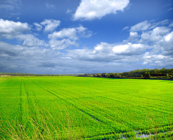 photo "Rice Field" tags: landscape, 