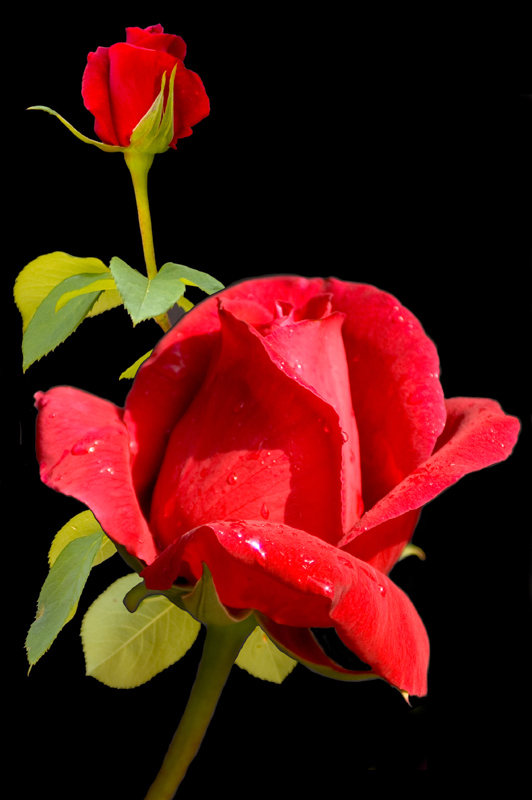 фото "rosa rossa" метки: природа, цветы