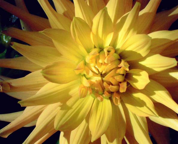 фото "Dahlia "Ludwig Helfert"" метки: макро и крупный план, природа, цветы