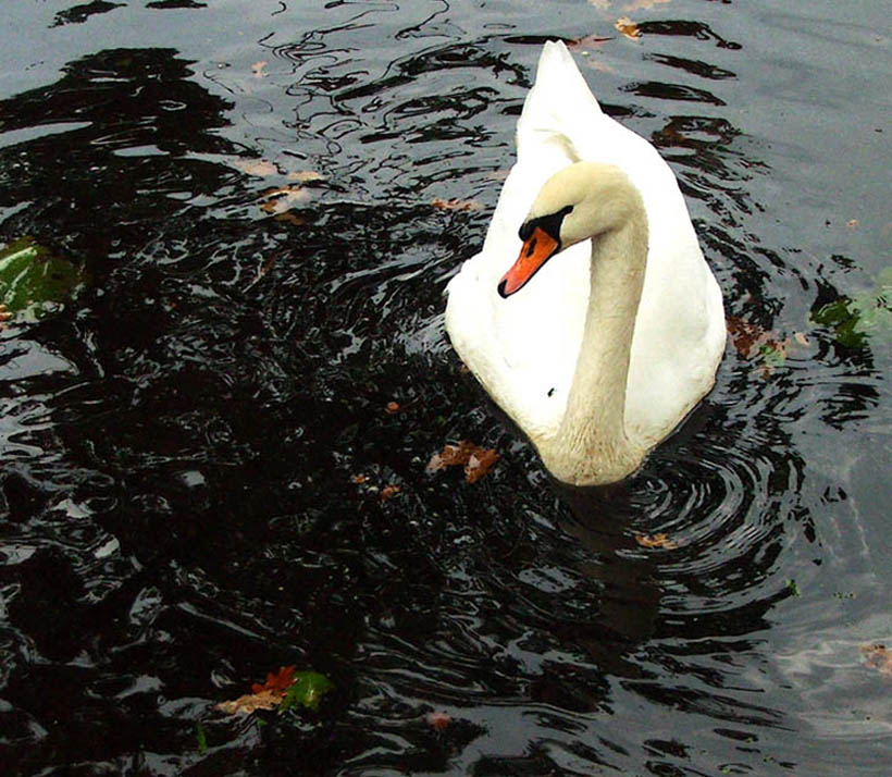 photo "Swan on a pond" tags: landscape, nature, autumn, wild animals