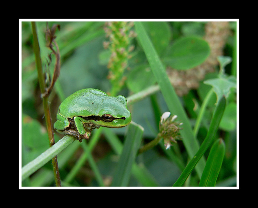 photo "Waiting ...." tags: macro and close-up, 