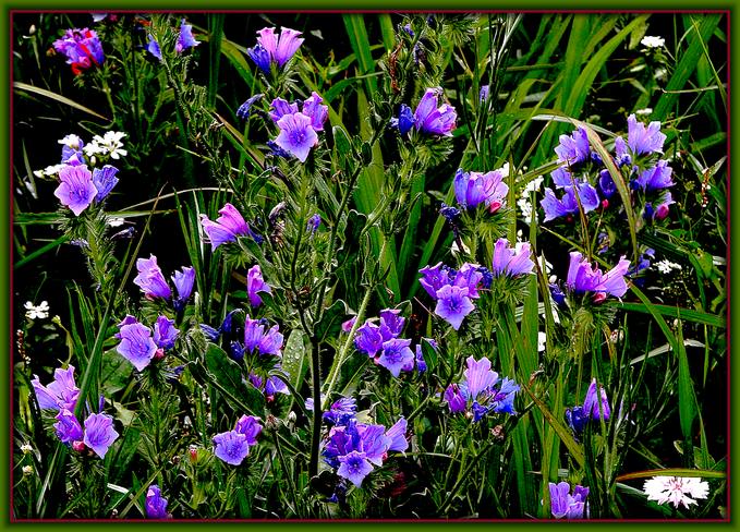 фото ""Fleur bleue"" метки: природа, макро и крупный план, цветы
