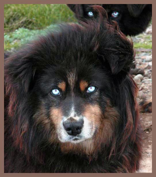фото "Eskimo dog" метки: природа, путешествия, Азия, домашние животные