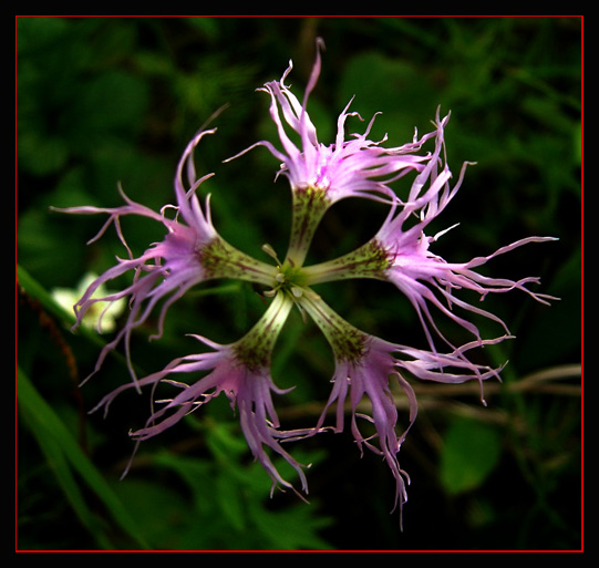 photo "The flower comes from Polar Urals Mountains" tags: nature, macro and close-up, flowers