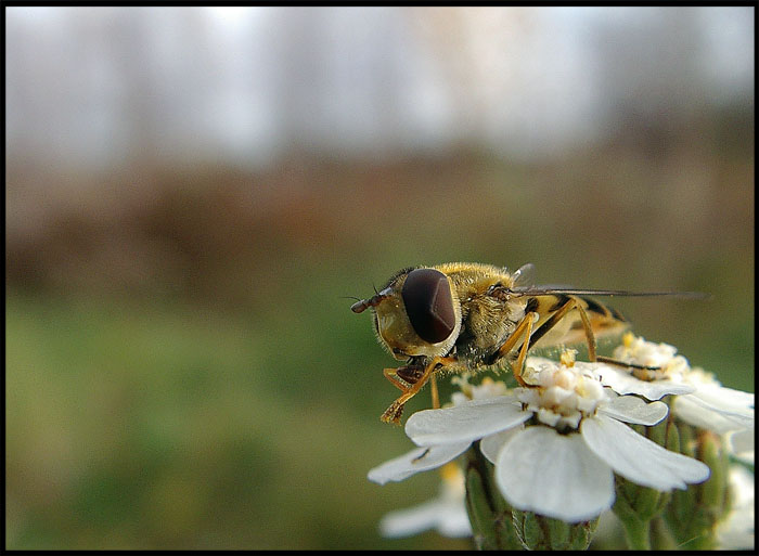 photo "Macro Fun" tags: nature, macro and close-up, insect