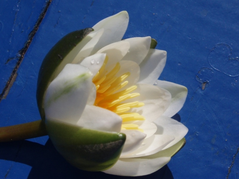 photo "water-lily" tags: macro and close-up, 
