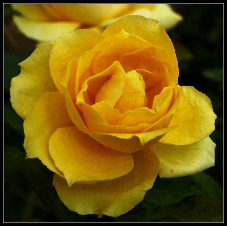 photo "The colour of autumn" tags: nature, still life, flowers