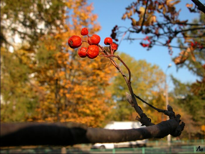 photo "Mountain ash" tags: landscape, autumn