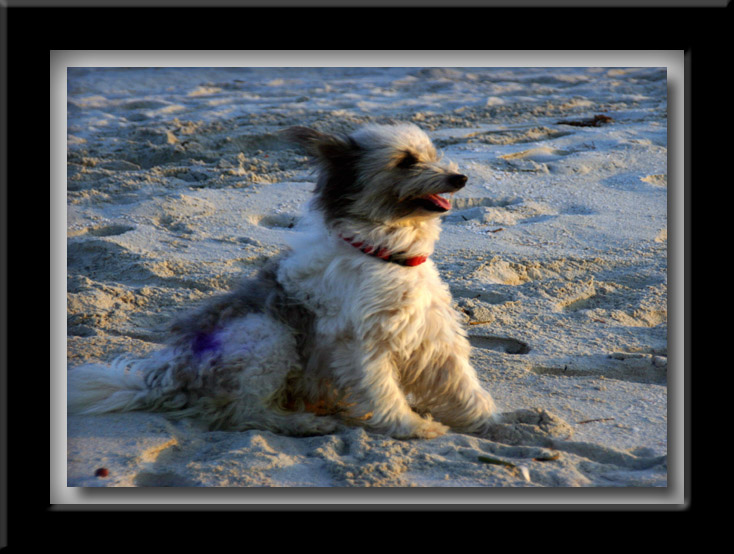 photo "Windy day" tags: nature, pets/farm animals